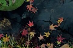 沈んだ落ち葉