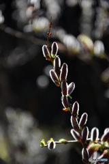 DSC_5430「ネコヤナギ」