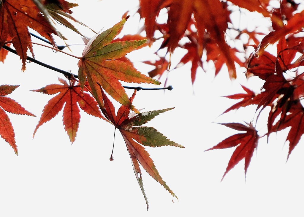 雨上がりの紅葉