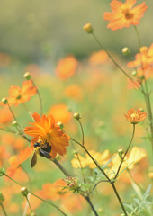 キバナコスモス