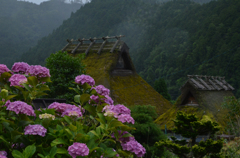 紫陽花