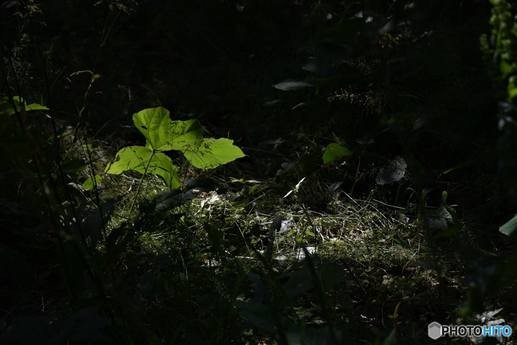 DSC_8288「獣道」