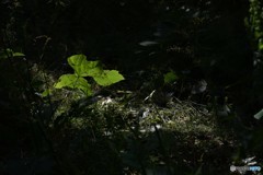 DSC_8288「獣道」