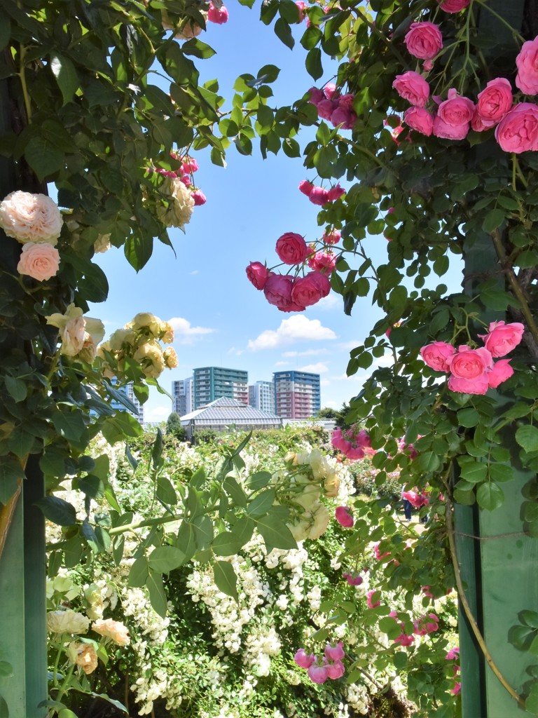 薔薇園