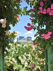 薔薇園
