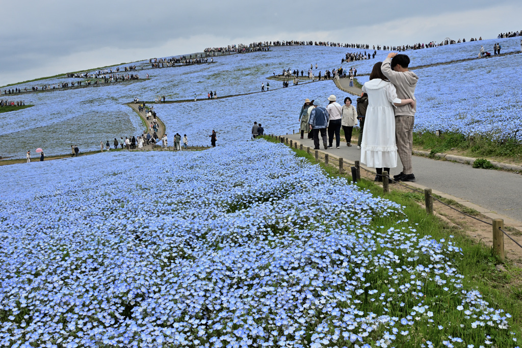 ひたち海浜公園
