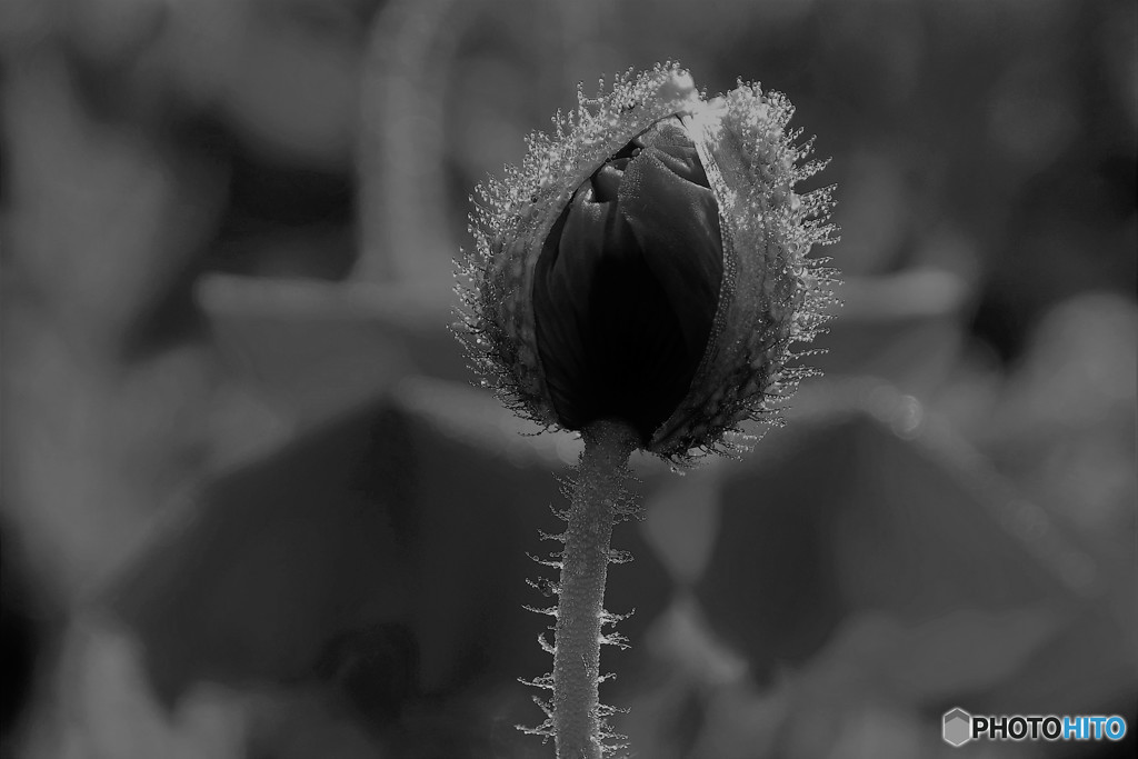 DSC_7783「ポピー」