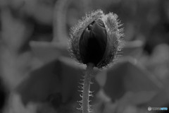 DSC_7783「ポピー」