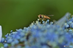 DSC_8895「夢中」