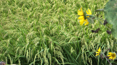 稲穂とひまわり