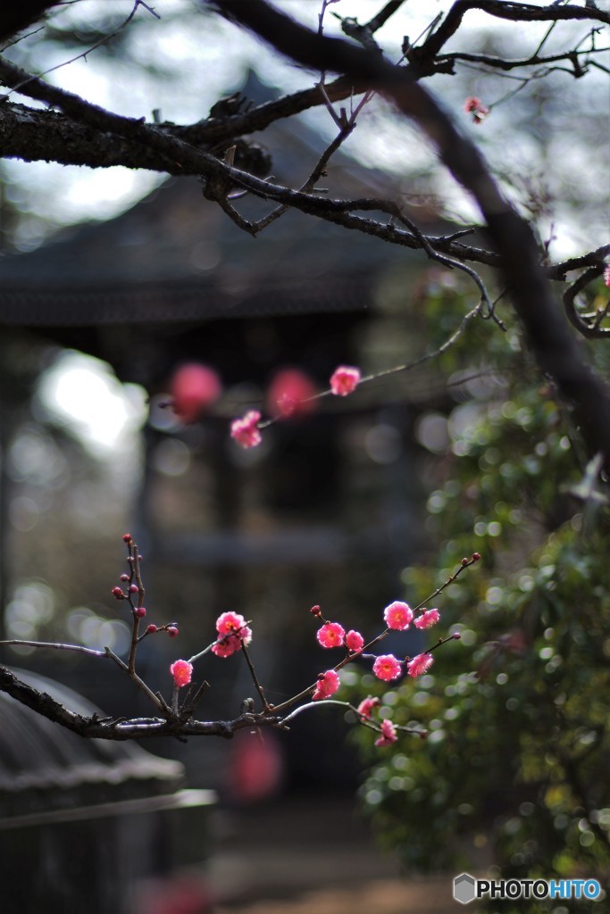 梅の花咲きました