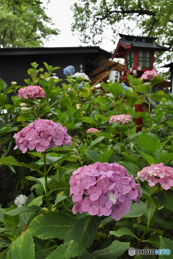 DSC_9108「権現堂」