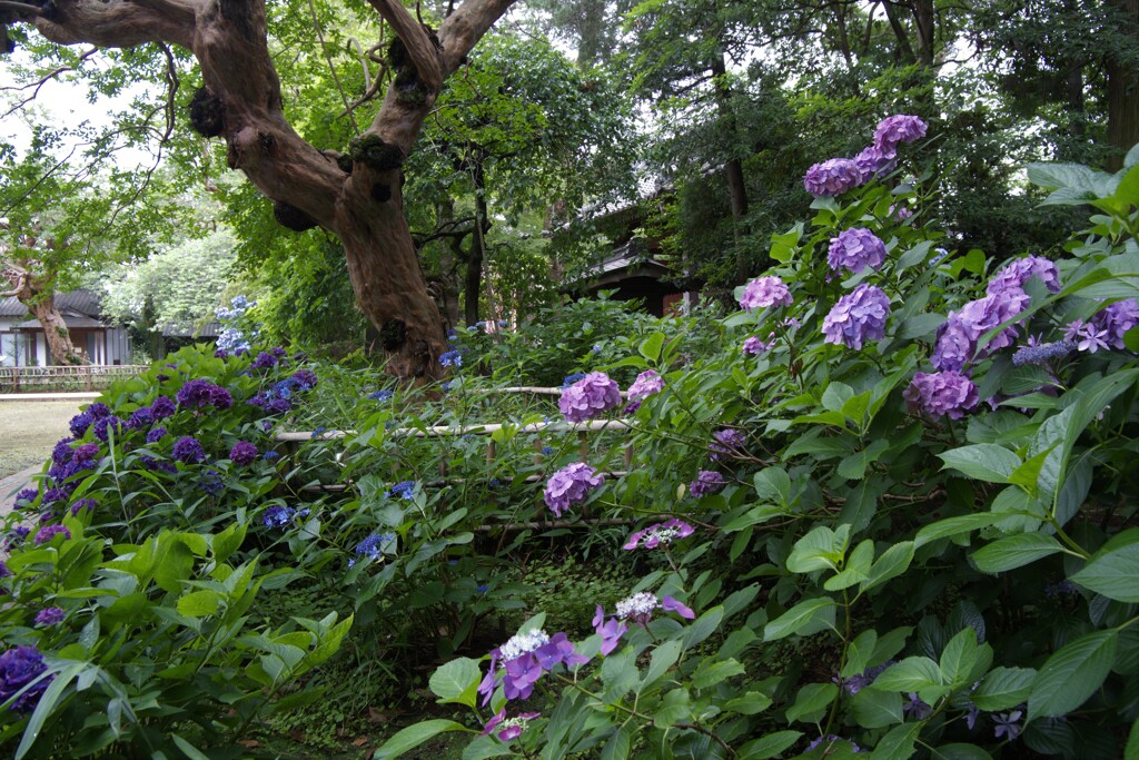 境内の紫陽花