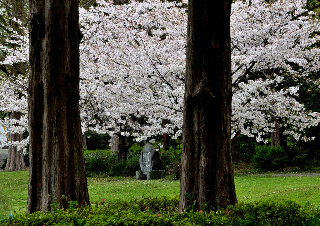 桜