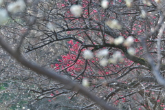 DSCF6845