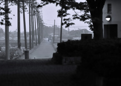 早朝の雀