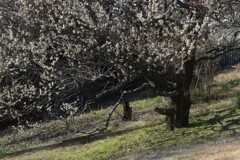 DSC_3019 DSC_3019