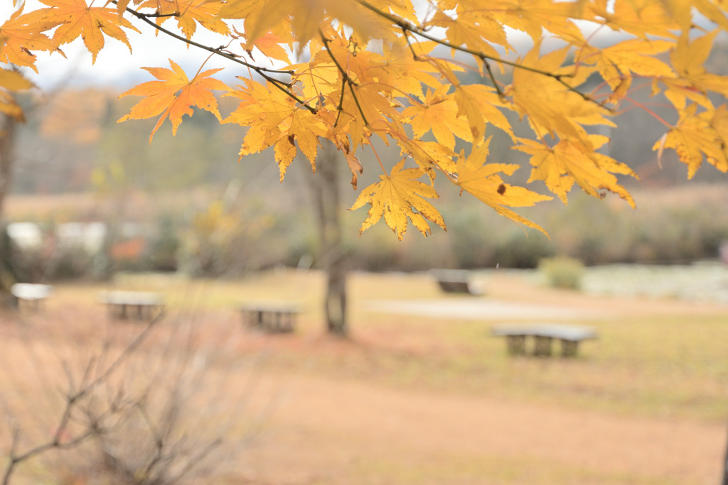 ベンチの有る景色