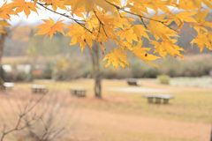 ベンチの有る景色