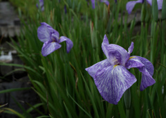 DSCF7516