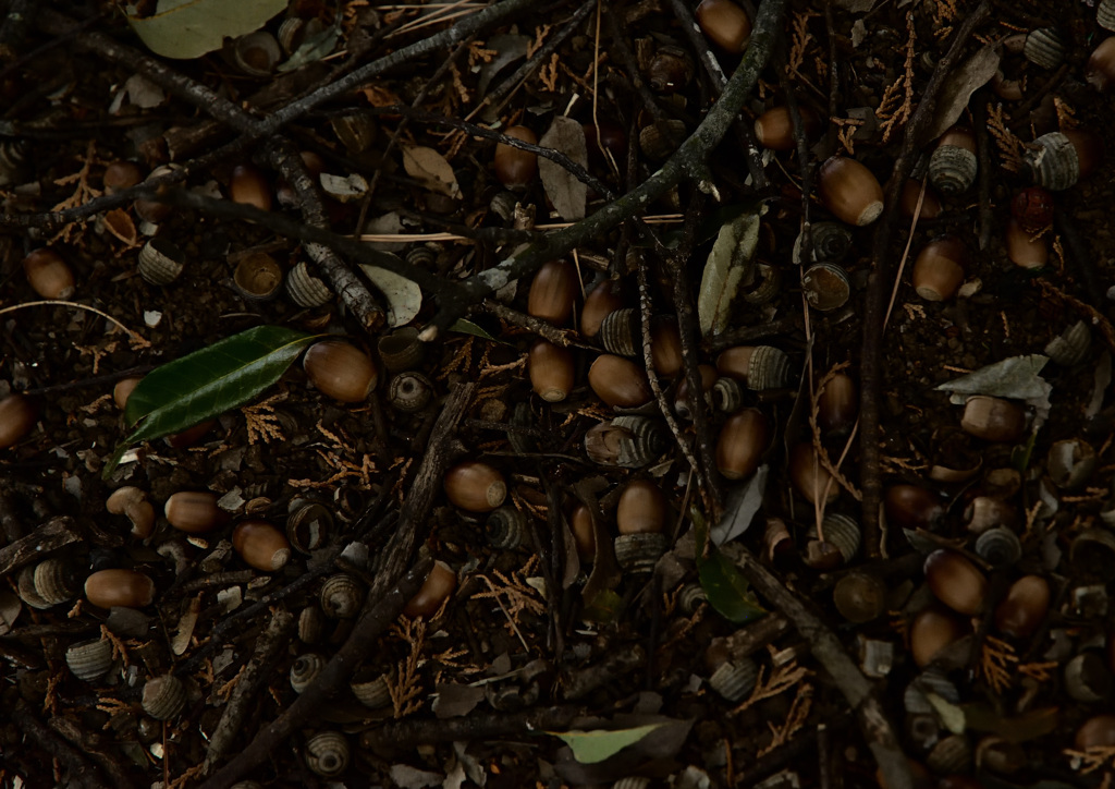 どんぐりコロコロ