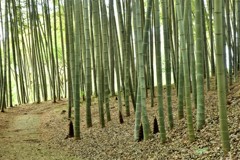 竹林
