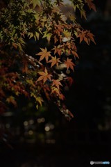 DSC_3007