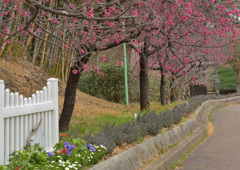 カンヒ桜