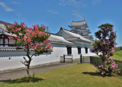 百日紅と関宿城