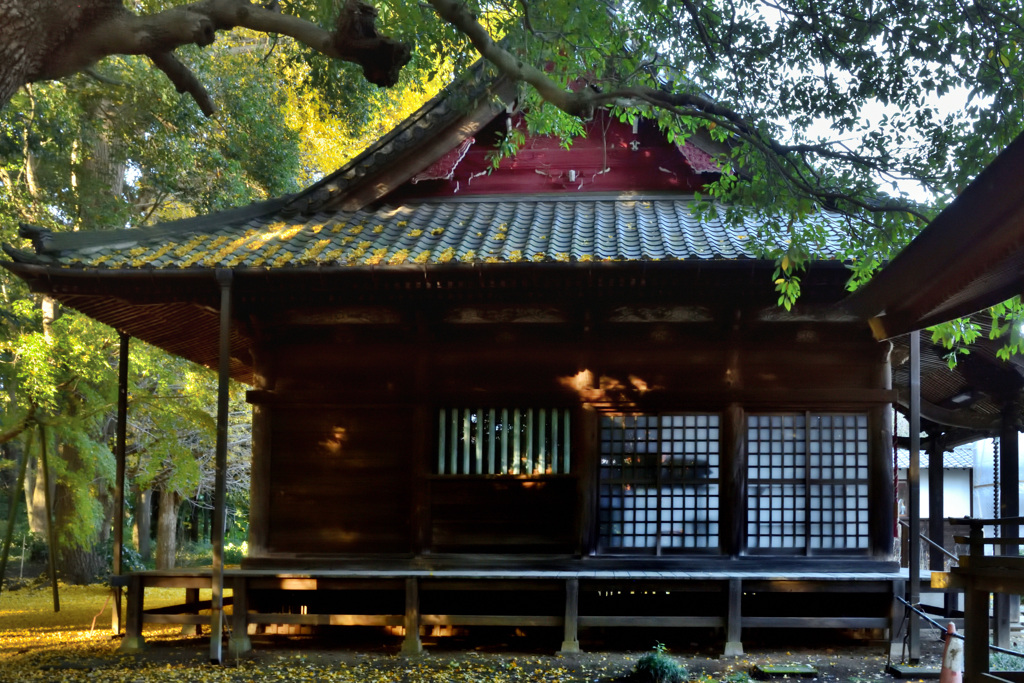 落葉（らくよう）