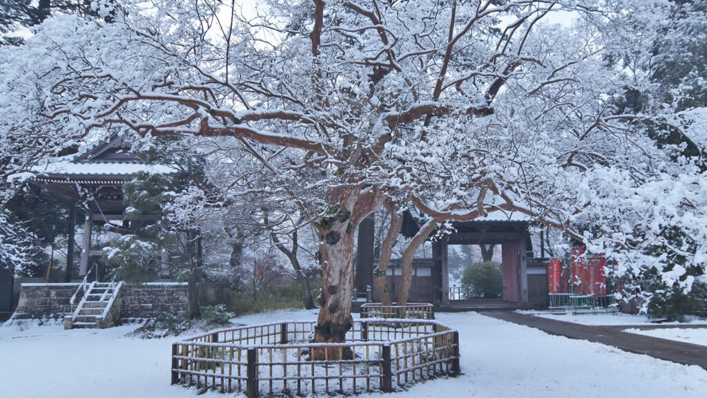 百日紅の枝に積もる雪