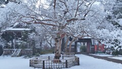 百日紅の枝に積もる雪