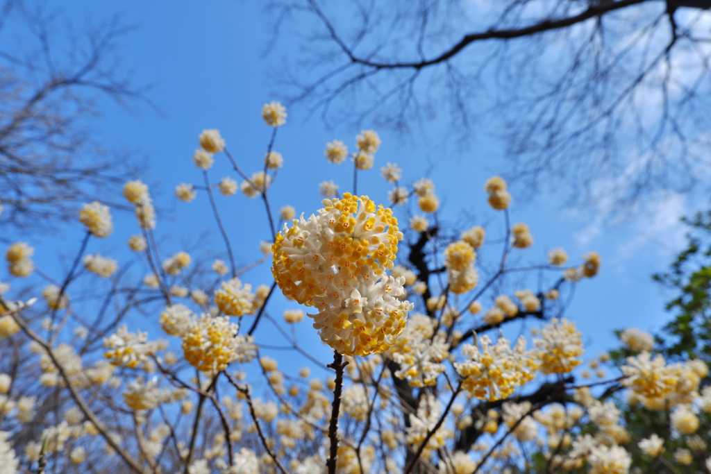 DSCF7004