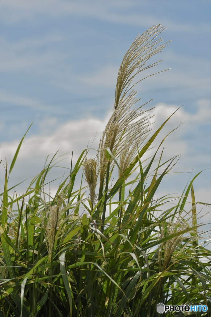 ススキが・・もう秋です