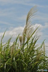 ススキが・・もう秋です