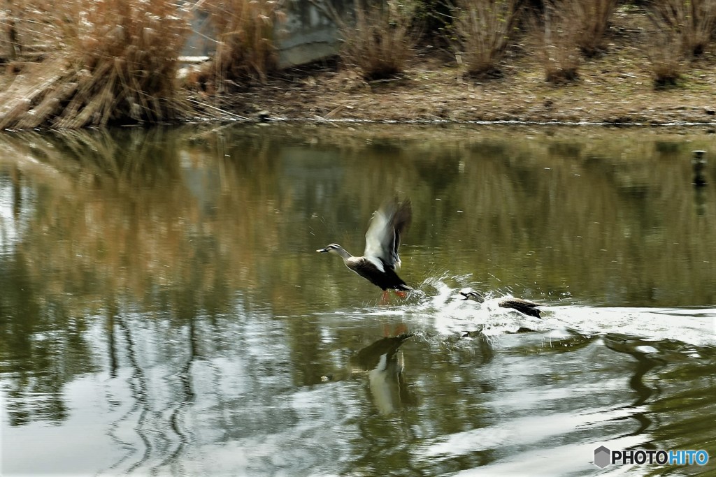 DSC_5212「飛ぶ鳥後ろかまわず」