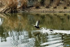 DSC_5212「飛ぶ鳥後ろかまわず」