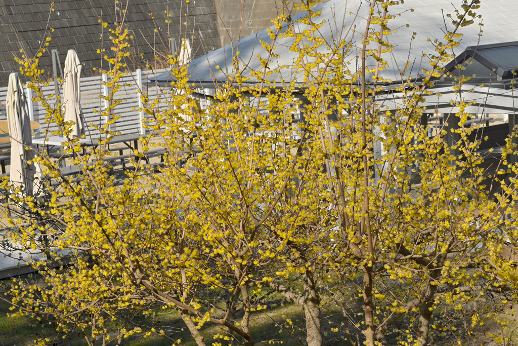 ブラブラ公園歩き