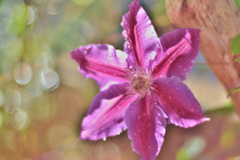 DSCF8330