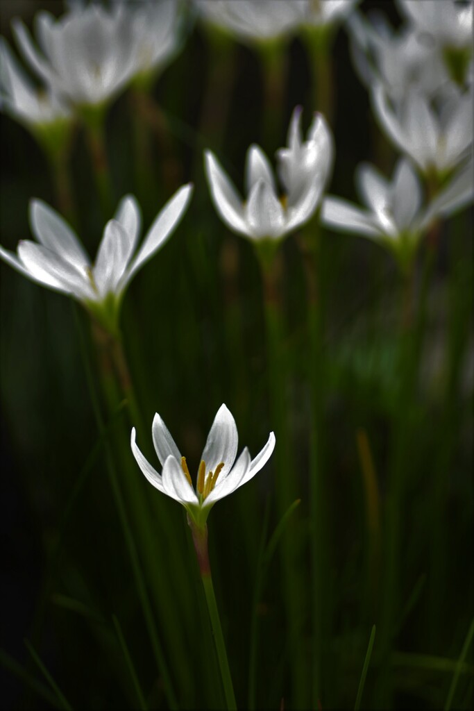 ゼフィランサス