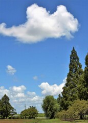 雲・・何の形かナ～