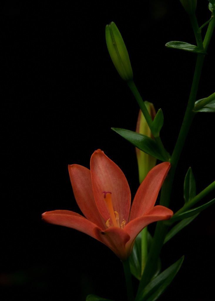 DSC_9645 