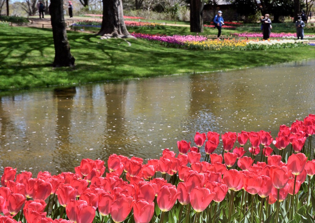 赤いチューリップ１