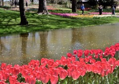 赤いチューリップ１