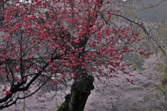 桃と桜