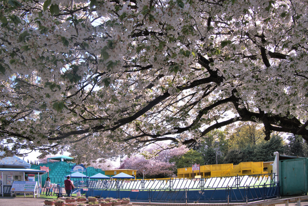桜の咲く頃・・