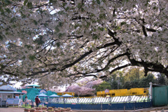 桜の咲く頃・・