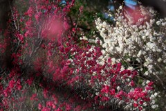 DSCF6820