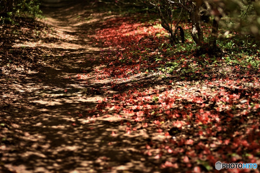 ツツジの花散る道