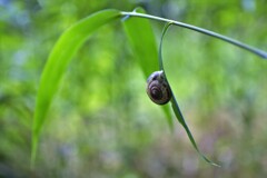 乾燥カタツムリ